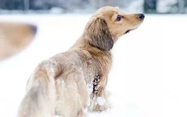 最新山東格惠犬吧，探索格惠犬的世界