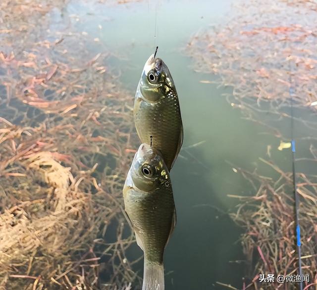 廊坊釣魚網(wǎng)最新魚訊，探索魚類的奧秘與釣魚的樂趣